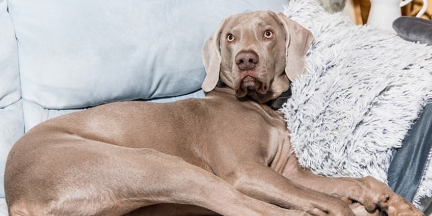 married couple fights after 75 pound dog refuses to leave the husbands side even in bed