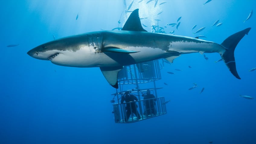 Great White Shark Cage Diving