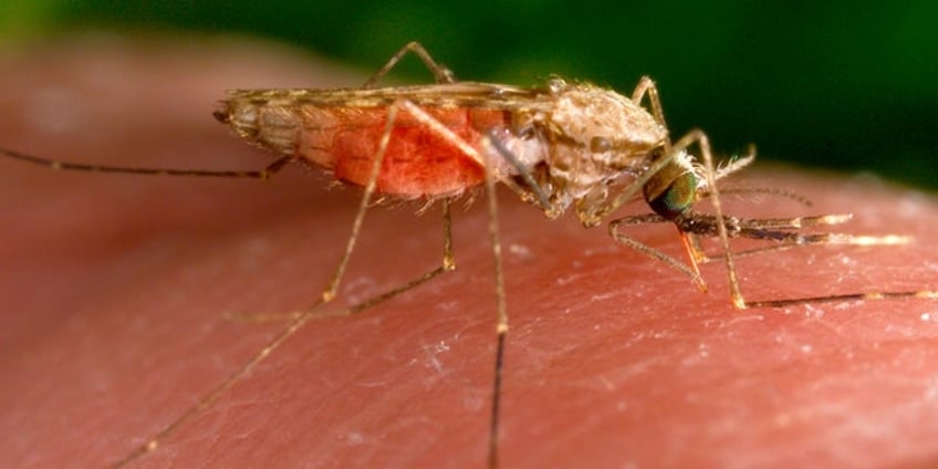 maryland health officials report positive case of locally acquired malaria