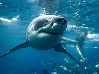 Massachusetts-based marine scientists attach camera to great white for intriguing 'shark's-eye view'
