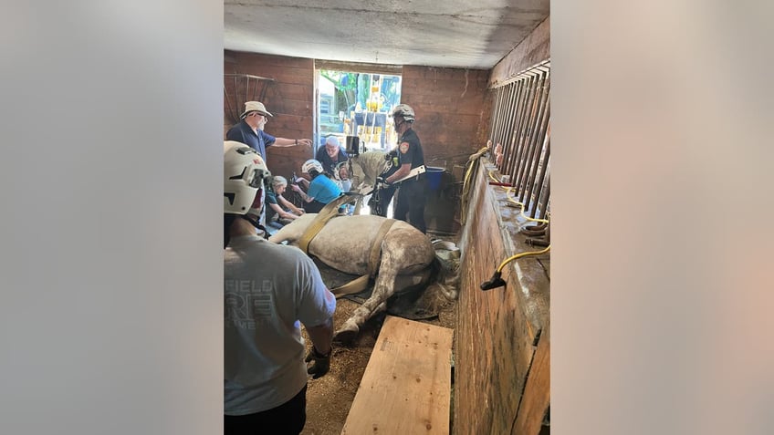 First responders in MA rescue horse