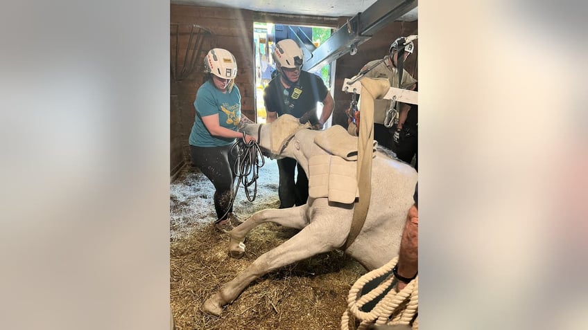 team in MA works to save horse