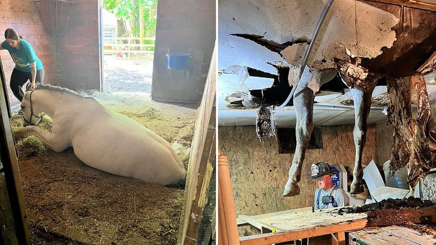 horse falls through barn floor