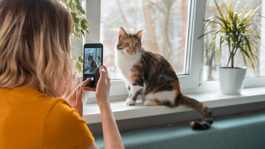 taking a picture of cat for library