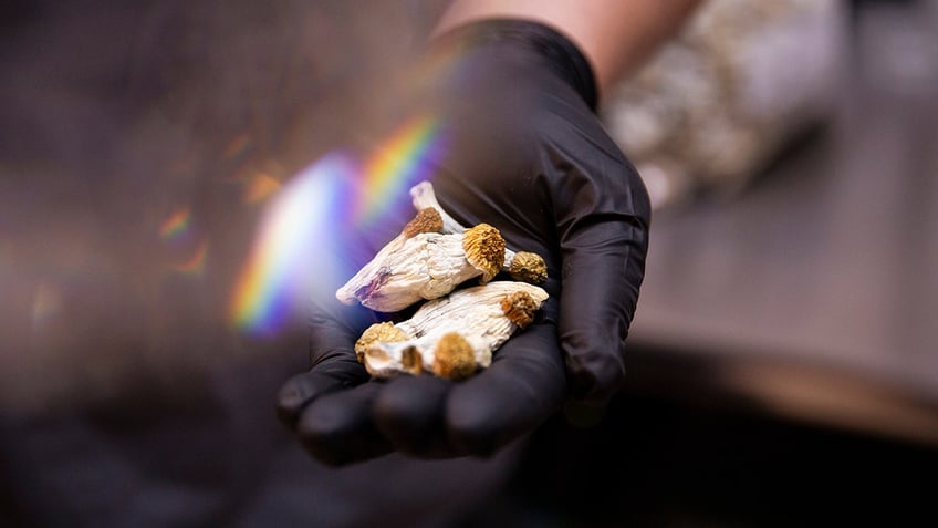 Psilocybin mushroom in a hand