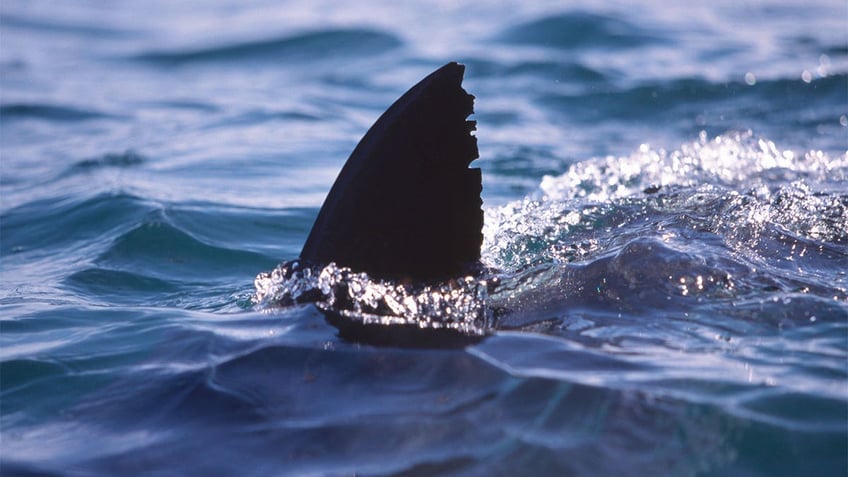 massive 1700 pound white shark tracked just off us coast