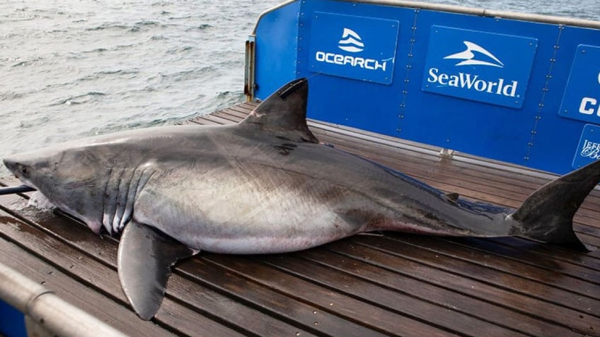 massive 1700 pound white shark tracked just off us coast