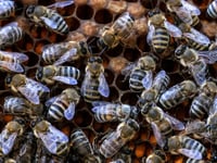 Massive bee swarm sends three people to hospital in critical condition, 24 injured