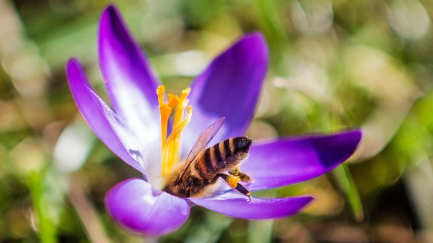 bee on flower
