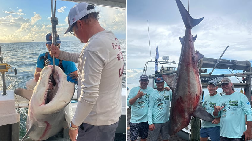 bull shark rodeo Alabama