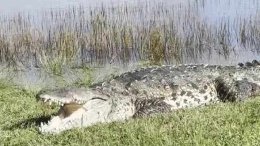 massive crocodile dubbed croczilla sunbathes at everglades national park in florida video shows