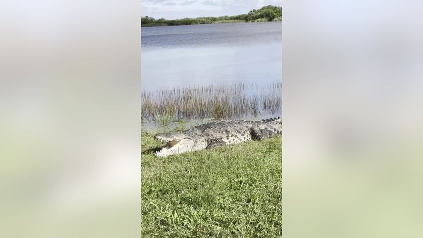 massive crocodile dubbed croczilla sunbathes at everglades national park in florida video shows