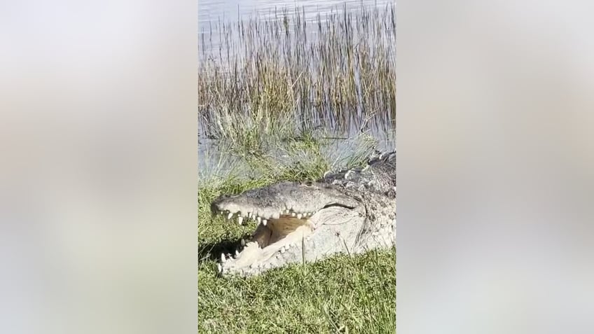 massive crocodile dubbed croczilla sunbathes at everglades national park in florida video shows