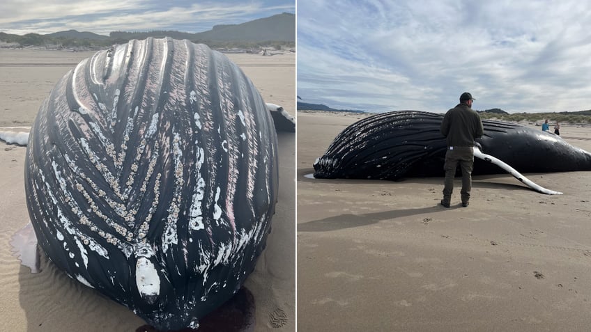 Split image of whale back and man standing near whale