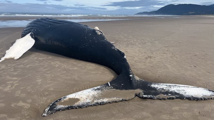 Back shot of dead whale on beach