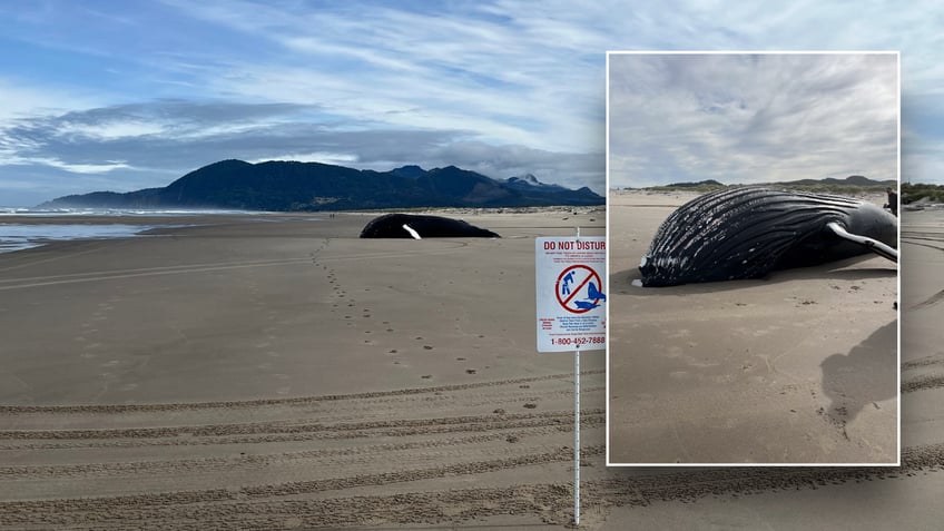 Wide image of dead whale on beach