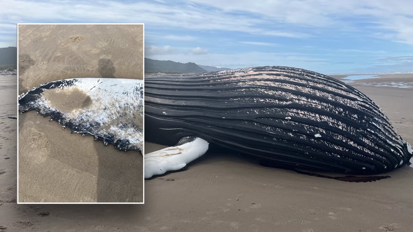 Split image of whale's fin and dead whale on beach