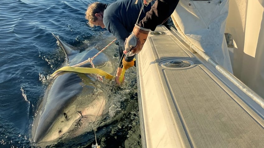 A massive great white shark is being tracked off the coast of Florida