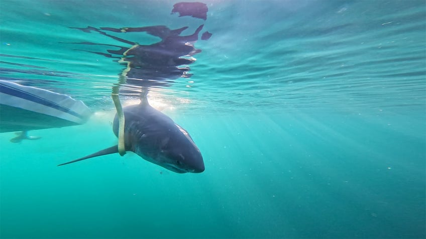 A massive great white shark is being tracked off the coast of Florida