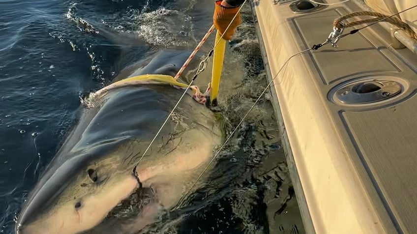 A massive great white shark is being tracked off the coast of Florida