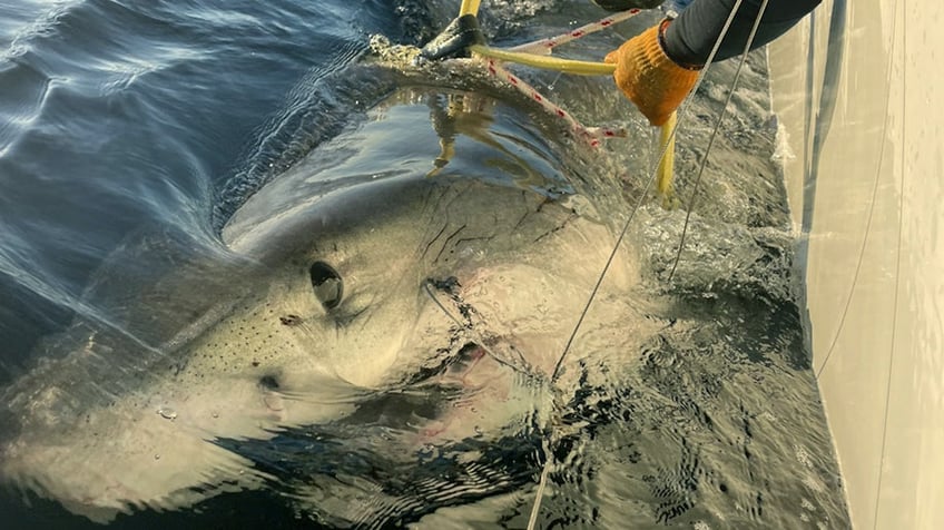 A massive great white shark is being tracked off the coast of Florida