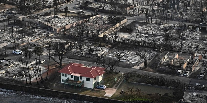 maui pets fighting for their lives after the wildfires now may be rescued from the lahaina burn zone