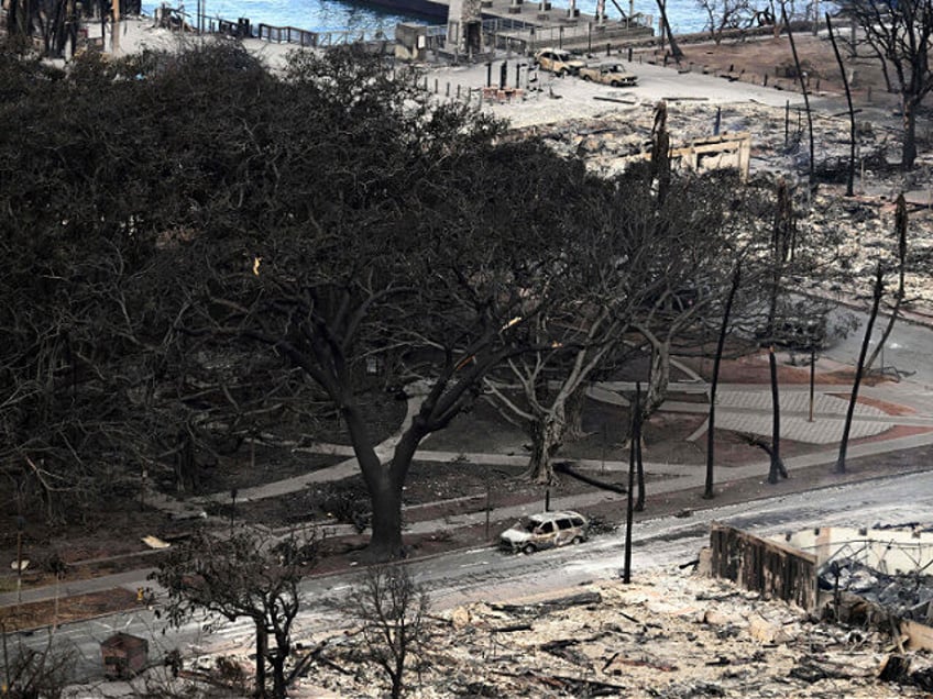 mauis famous banyan tree scorched by wildfires but still stands