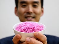 ‘Meaty rice’? South Korean professor aims to change global protein