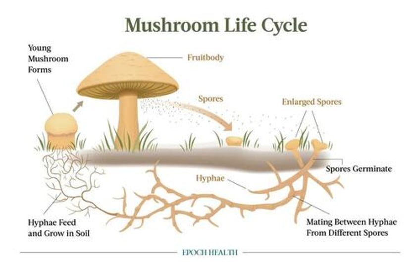 medicinal mushrooms cordyceps reishi and lions mane