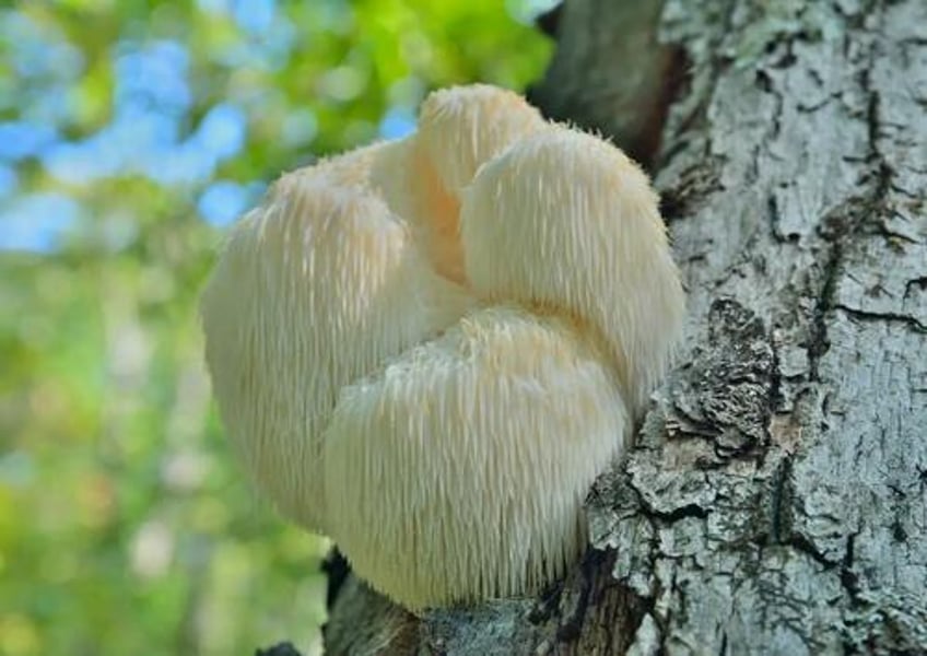 medicinal mushrooms cordyceps reishi and lions mane