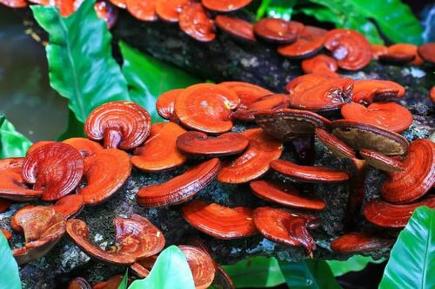 medicinal mushrooms cordyceps reishi and lions mane