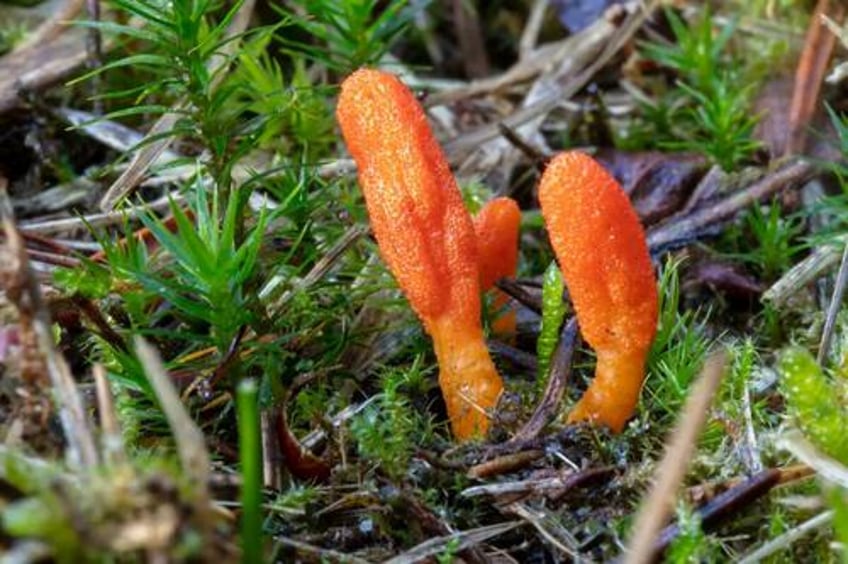 medicinal mushrooms cordyceps reishi and lions mane