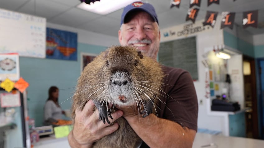 meet neuty the nutria improbable louisiana celebrity shakes up local politics