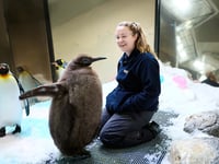 Meet Pesto, the 49-pound baby penguin going viral online