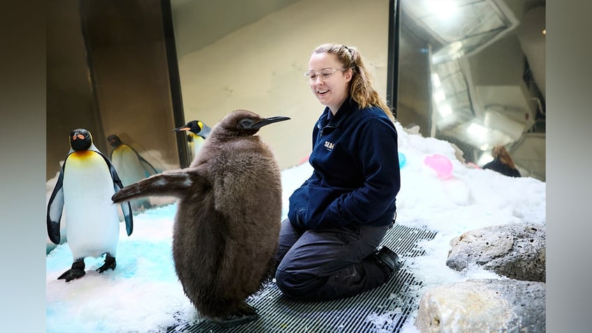 Pesto the penguin with aquarium handler