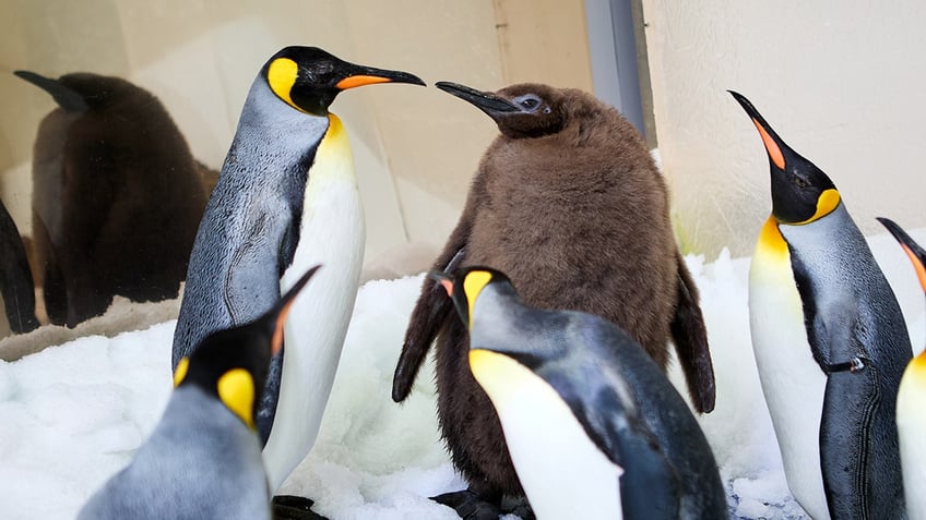 Pesto the penguin with parents Hudson and Tango