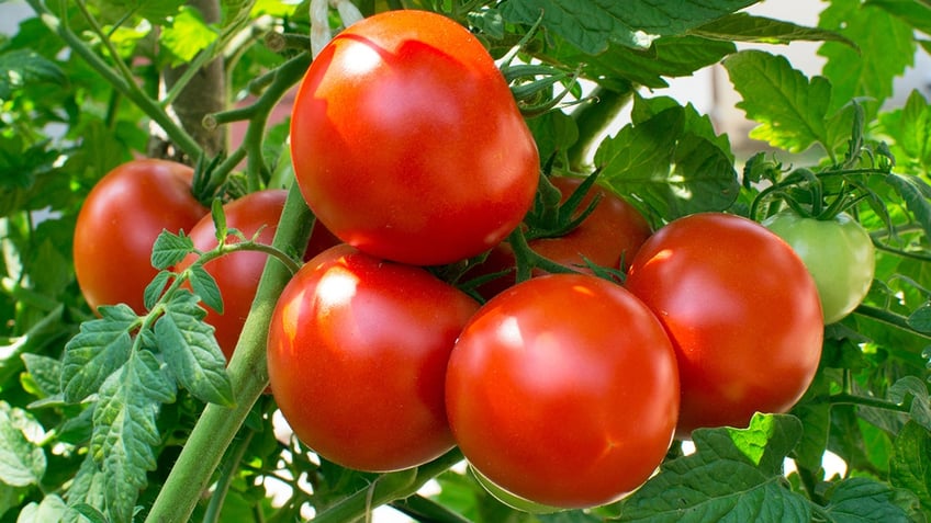 Ripe tomatoes