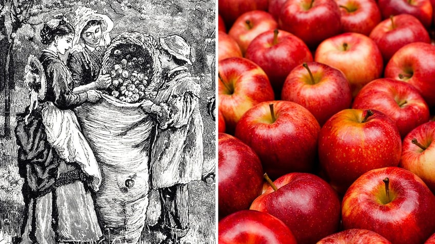 meet the american who first planted apples in the colonies william blaxton eccentric settler