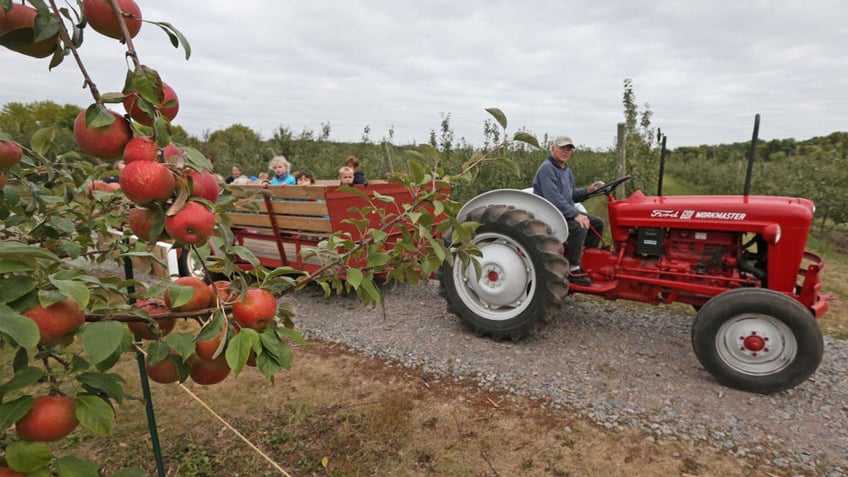 meet the american who first planted apples in the colonies william blaxton eccentric settler