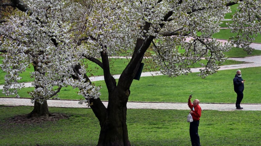 meet the american who first planted apples in the colonies william blaxton eccentric settler