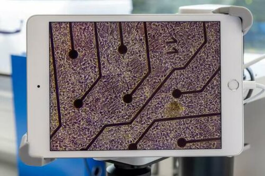 meet the dystopian startups making biological computers from human cells