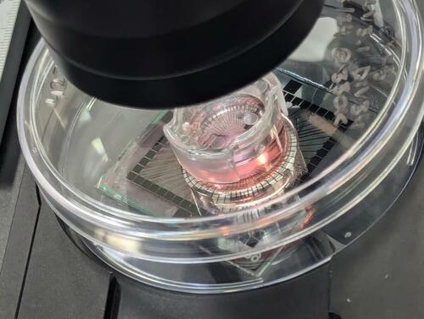 meet the dystopian startups making biological computers from human cells