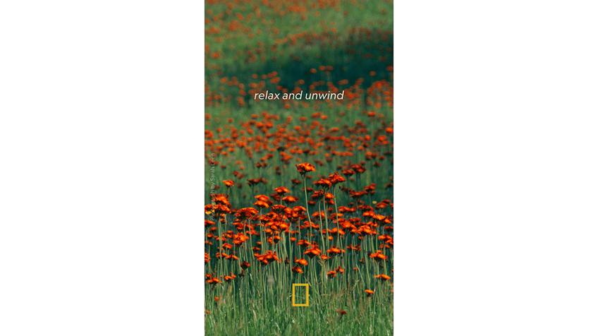 natgeo downloadable phone background with flowers