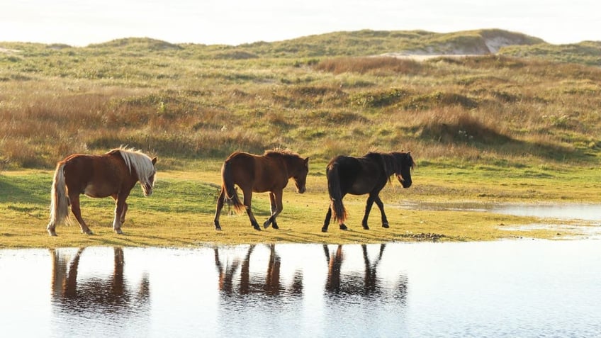 Horses on Sable Island
