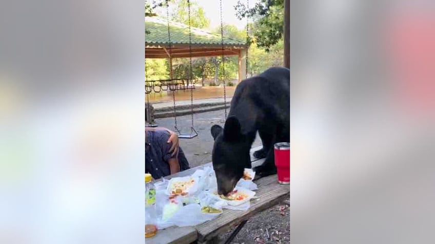 mexican mother shields son from bear crashing birthday party devouring tacos on picnic table