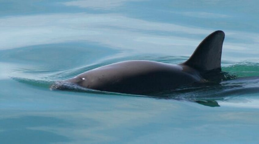 mexican navy hopes to expand net snagging hooks to protect endangered vaquita porpoises