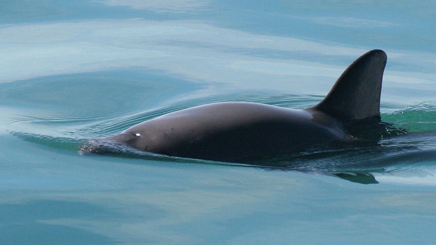 mexican navy to conduct net sinking operation in wider gulf area to protect endangered vaquita porpoises