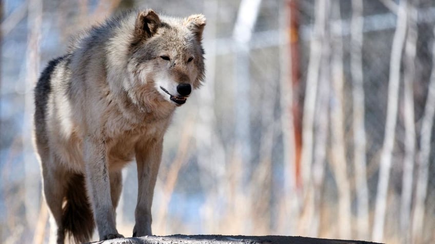 A picture of a wolf in captivity