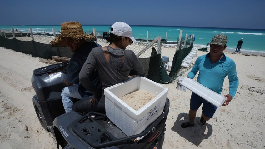 Turtle eggs being evacuated in Cancun