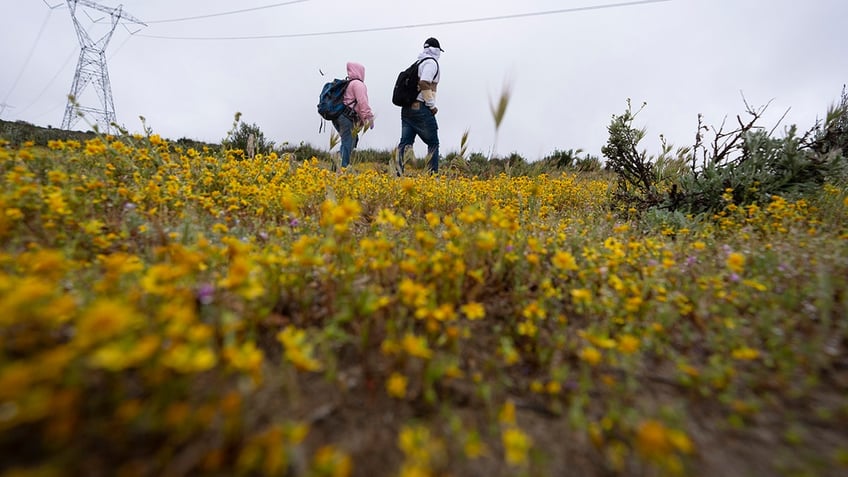 People seeking asylum walk through flower field